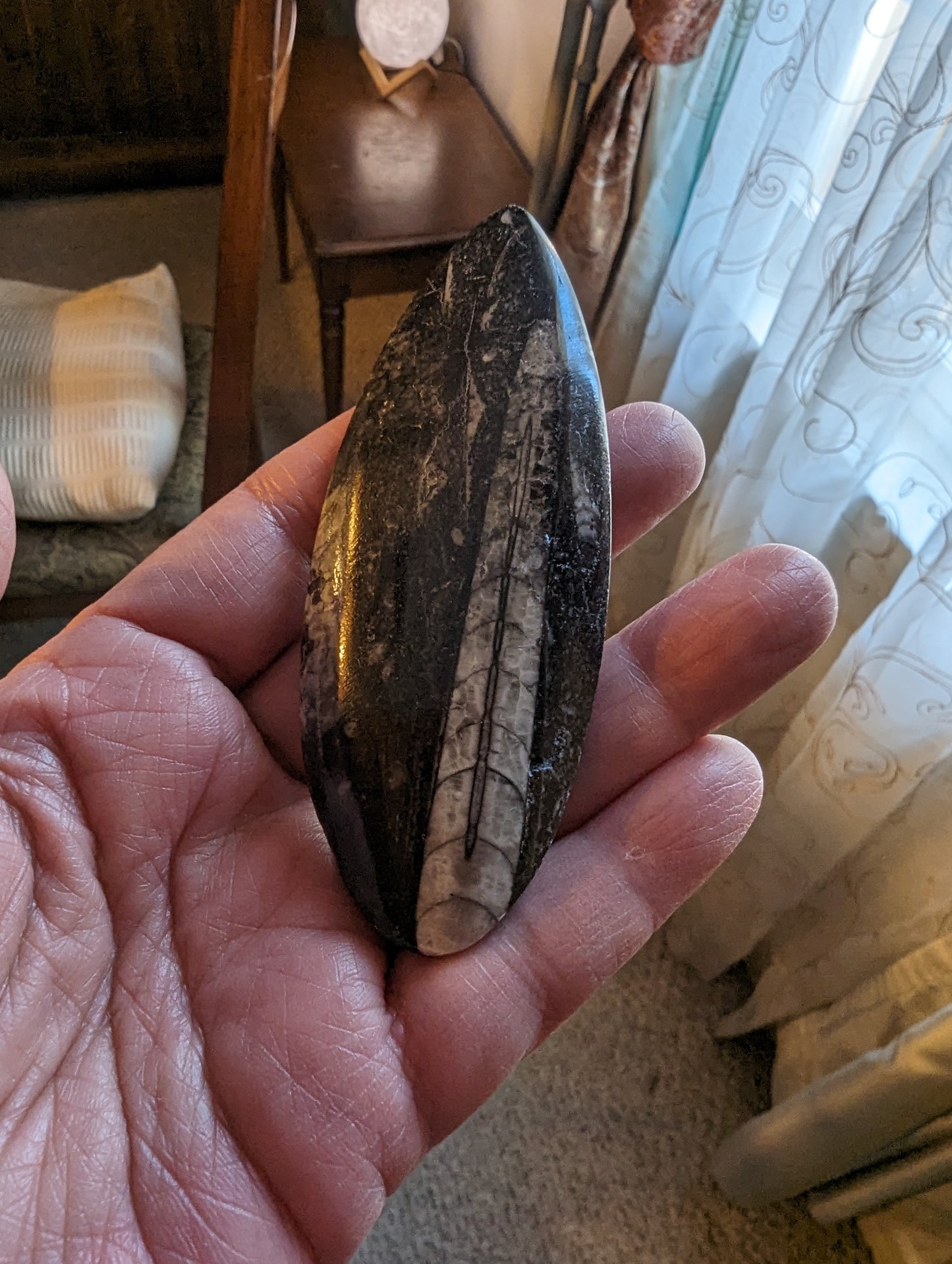 Orthoceras Fossil (Morocco)