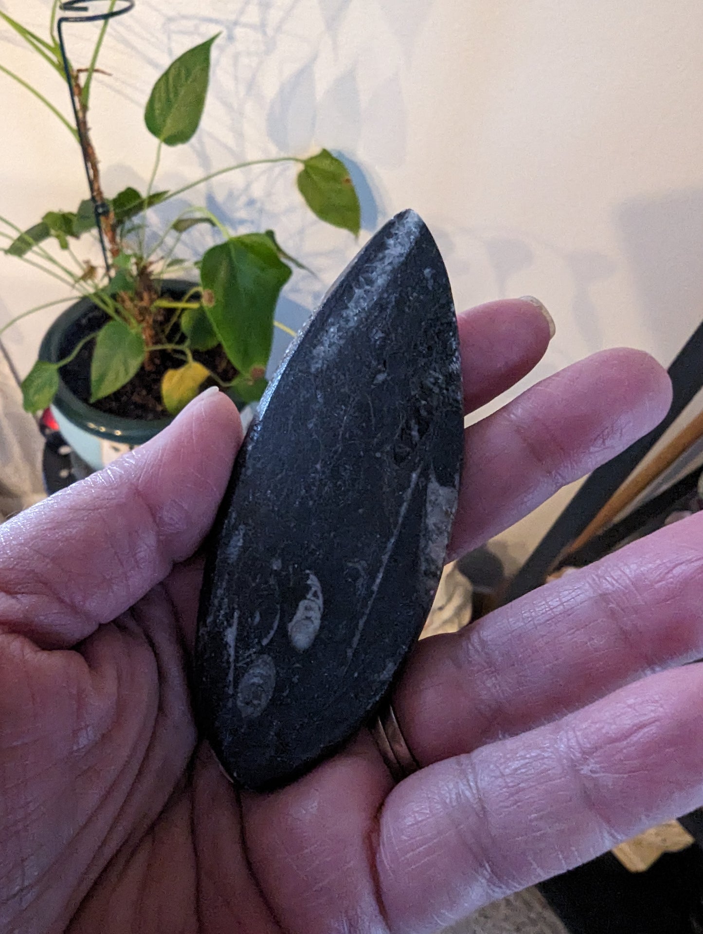 Orthoceras Fossil (Morocco)