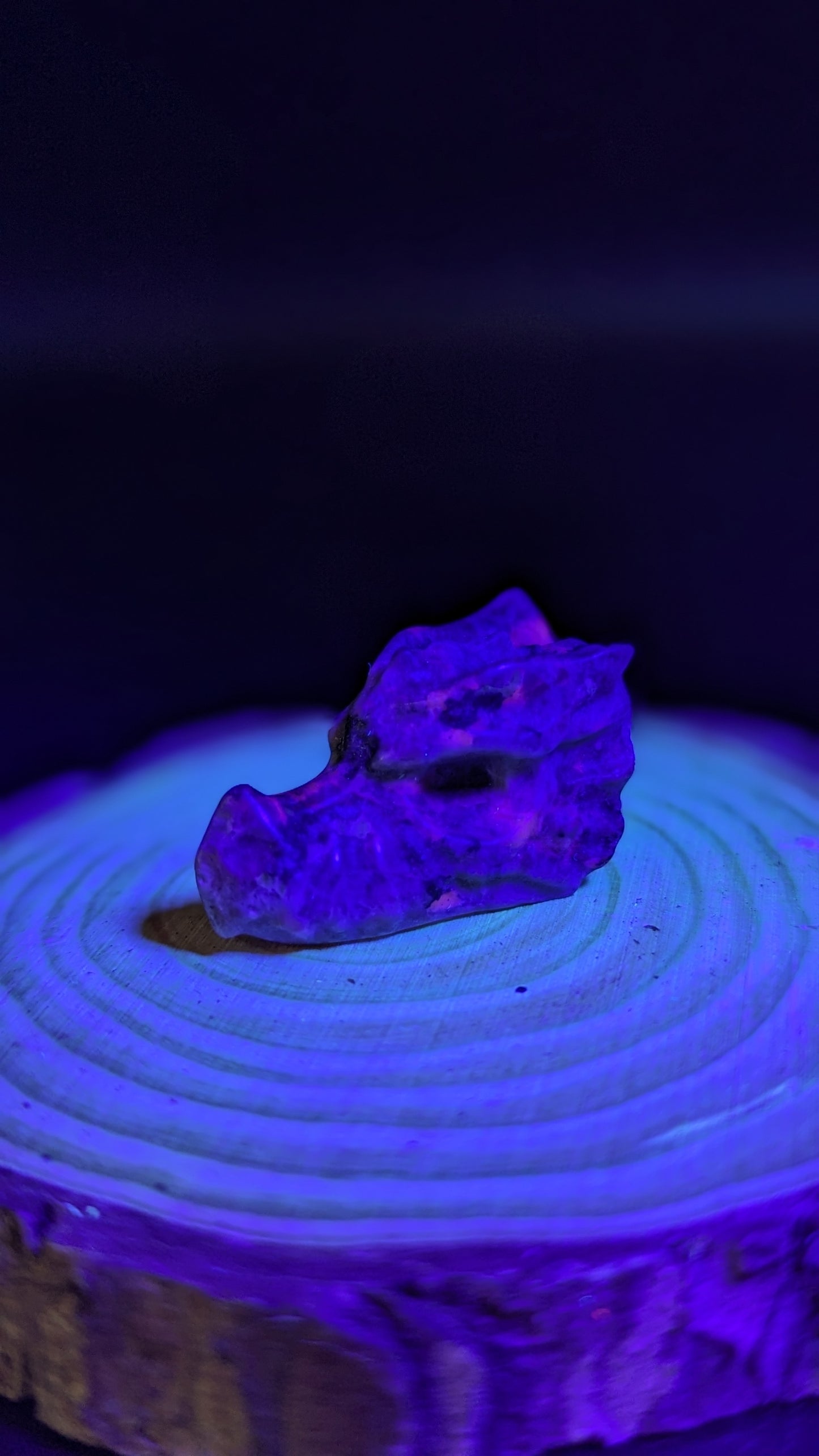 Dragon Head Mini (Yooperlite)- UV Reactive